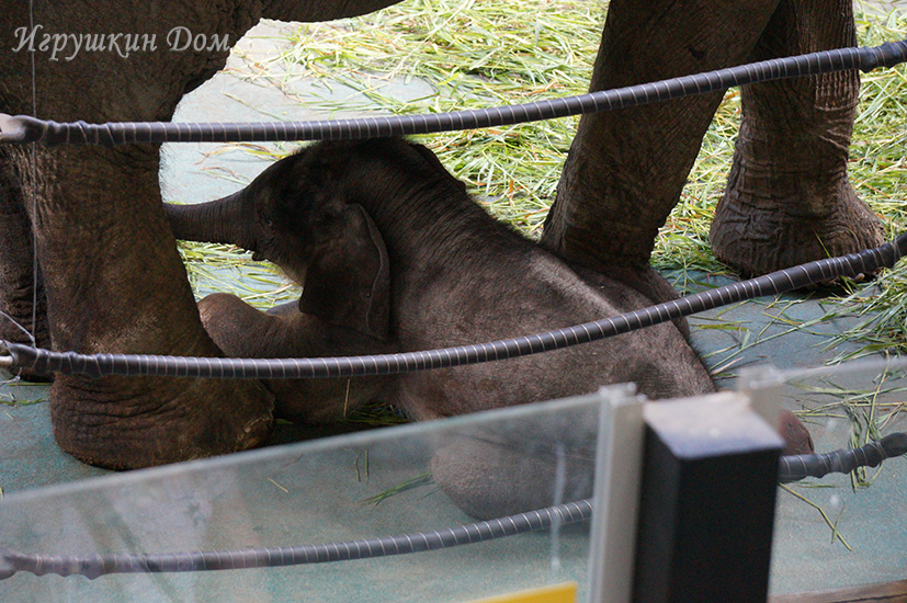 В Московском зоопарке родился слоненок